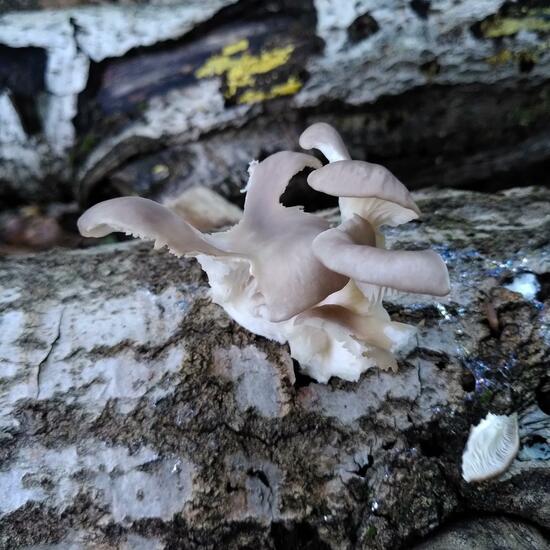 Austern-Seitling: Pilz im Habitat Wald der gemäßigten Breiten in der NatureSpots App