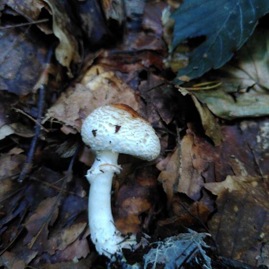 Lepiota cristata: Mushroom in habitat Temperate forest in the NatureSpots App