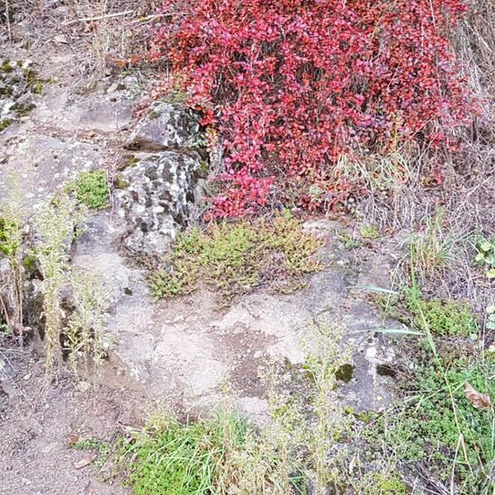 Cotoneaster horizontalis: Plant in habitat Brownfield land in the NatureSpots App