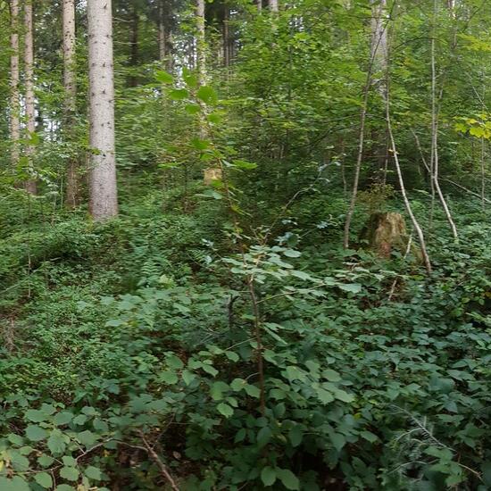 Landschaft: Wald im Habitat Wald der gemäßigten Breiten in der NatureSpots App