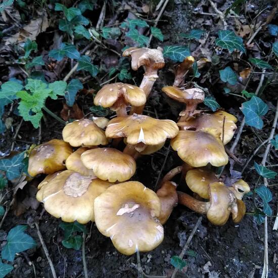 Honiggelber Hallimasch: Pilz im Habitat Wald der gemäßigten Breiten in der NatureSpots App