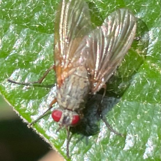 Muscina stabulans: Tier im Habitat Park in der NatureSpots App