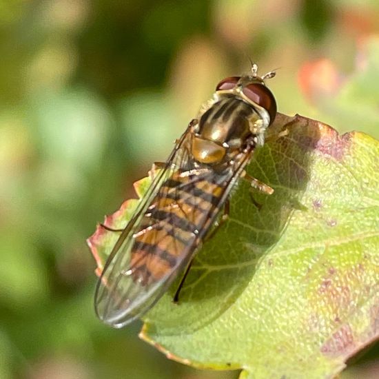 Episyrphus: Tier in der Natur in der NatureSpots App