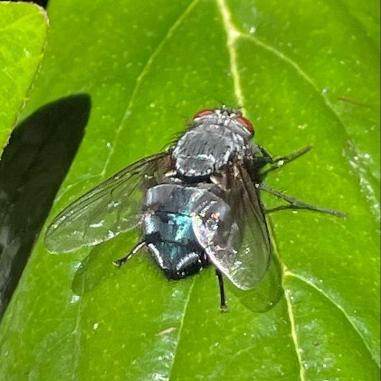 Calliphoridae: Animal in habitat Park in the NatureSpots App