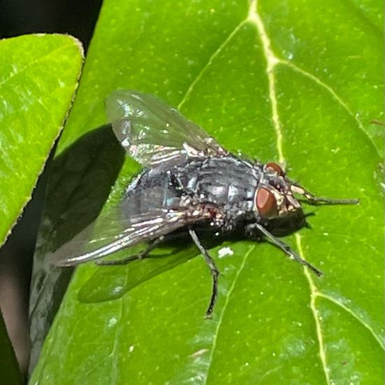 Calliphoridae: Animal in habitat Park in the NatureSpots App