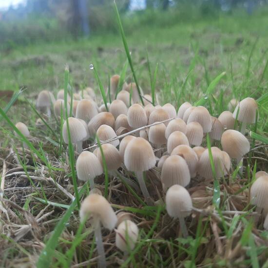 Unknown species: Mushroom in nature in the NatureSpots App