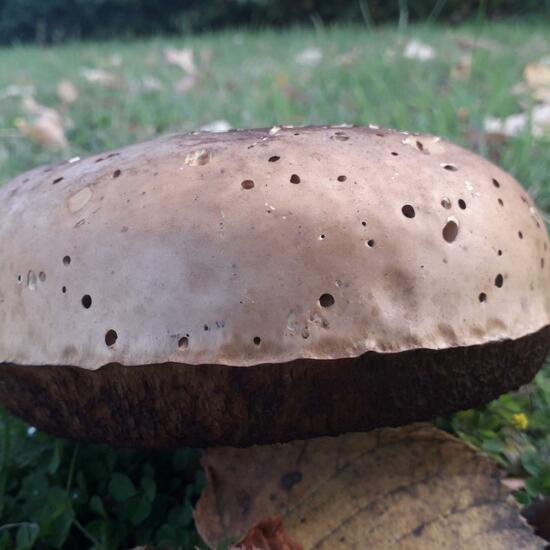 another species: Mushroom in nature in the NatureSpots App