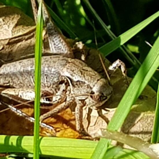 Dark bush-cricket: Animal in habitat Garden in the NatureSpots App