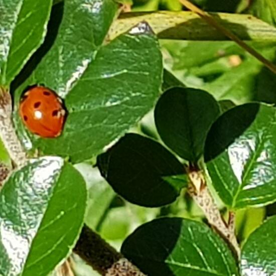 Ameisen-Siebenpunkt-Marienkäfer: Tier im Habitat Garten in der NatureSpots App