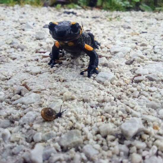 Fire salamander: Animal in nature in the NatureSpots App