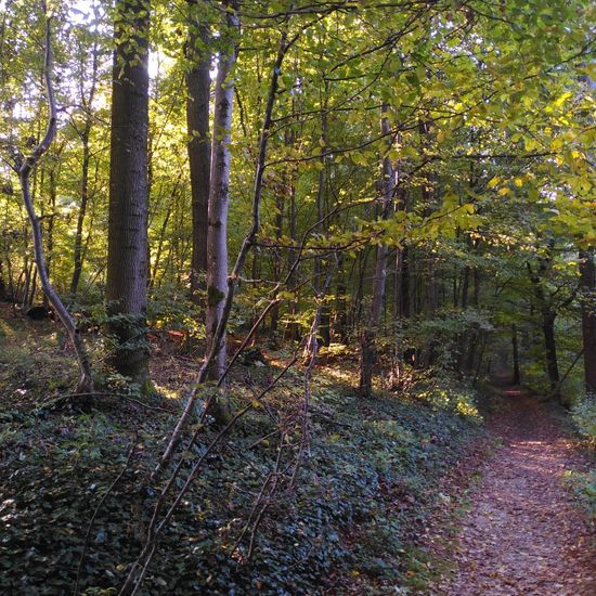 Landschaft: Wald im Habitat Wald der gemäßigten Breiten in der NatureSpots App