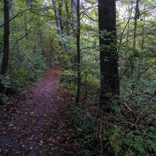 Landschaft: Wald im Habitat Wald der gemäßigten Breiten in der NatureSpots App