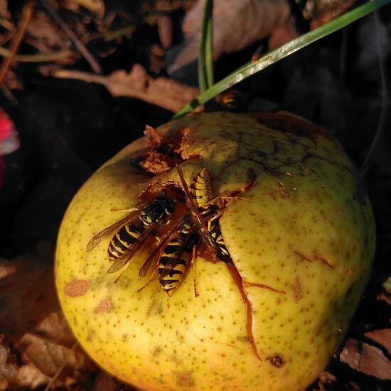 Vespula: Animal in habitat Buffer strip in the NatureSpots App