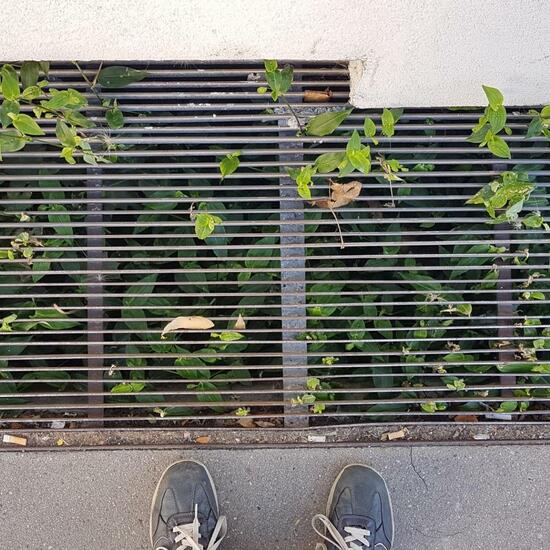 Dreimasterblumen: Pflanze im Habitat Strasse/Verkehr in der NatureSpots App