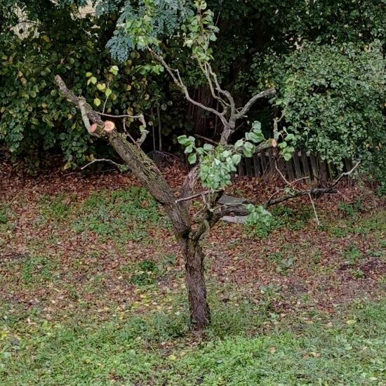 Prunus armeniaca: Plant in habitat Garden in the NatureSpots App