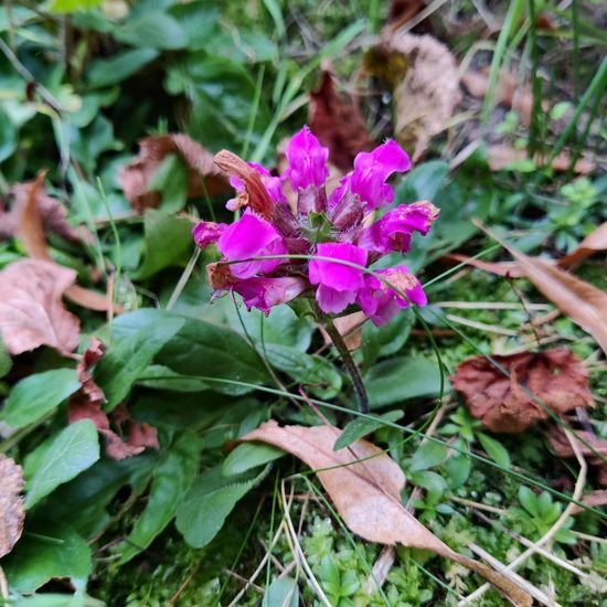 Large-flowered selfheal: Plant in habitat Garden in the NatureSpots App