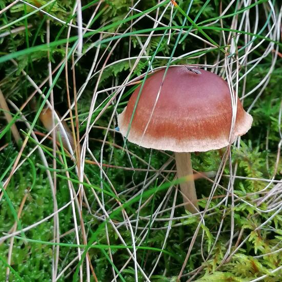 another species: Mushroom in habitat Forest in the NatureSpots App