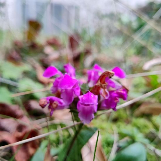 Großblütige Braunelle: Pflanze im Habitat Garten in der NatureSpots App