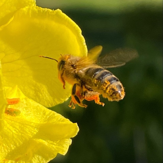 Osiris (Bee): Animal in habitat Garden in the NatureSpots App