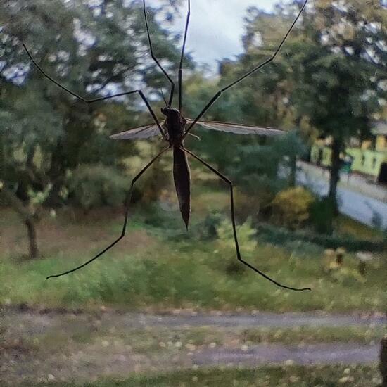 Tipula paludosa: Animal in habitat Living space or Indoor in the NatureSpots App