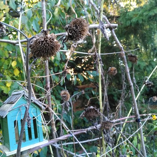 Sonnenblume: Pflanze im Habitat Garten in der NatureSpots App