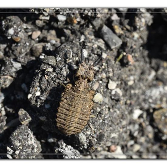 Myrmeleontidae: Animal in habitat Rock areas in the NatureSpots App