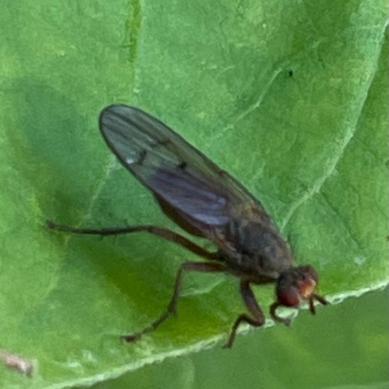 Beris vallata: Tier im Habitat Garten in der NatureSpots App