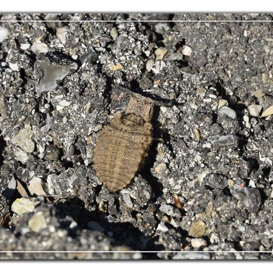 Ameisenjungfern: Tier im Habitat Felsgebiet in der NatureSpots App