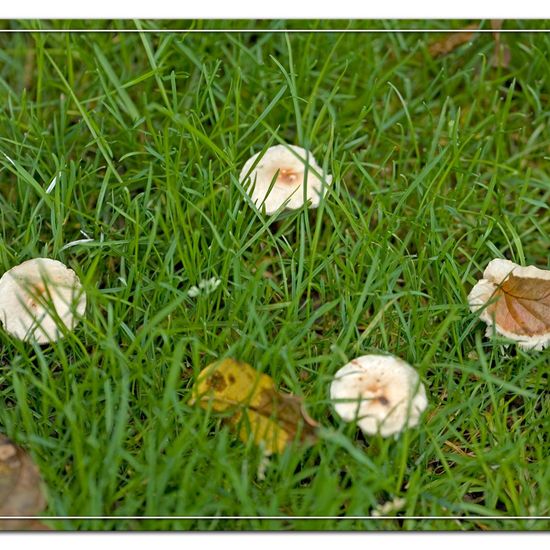 Eine unbekannte Art: Pilz im Habitat Garten in der NatureSpots App