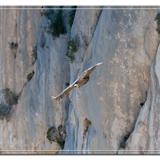 Griffon Vulture: Animal in habitat Rock areas in the NatureSpots App