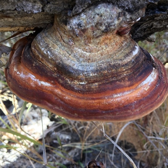 Fomitopsis pinicola: Mushroom in habitat Boreal forest in the NatureSpots App