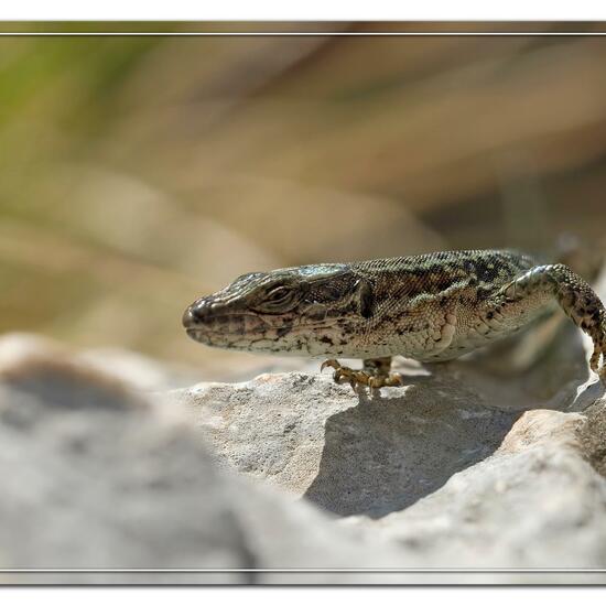 Podarcis muralis: Animal in habitat Rock areas in the NatureSpots App