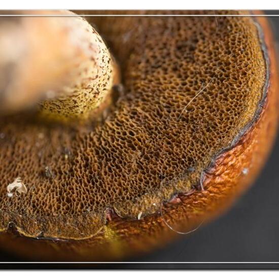 Boletales: Mushroom in habitat Mountain meadows in the NatureSpots App