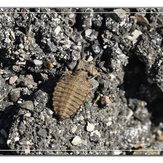 Myrmeleontidae: Animal in habitat Rock areas in the NatureSpots App