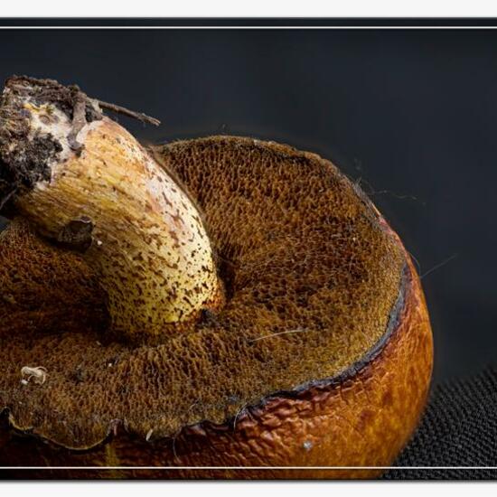 Boletales: Mushroom in habitat Mountain meadows in the NatureSpots App