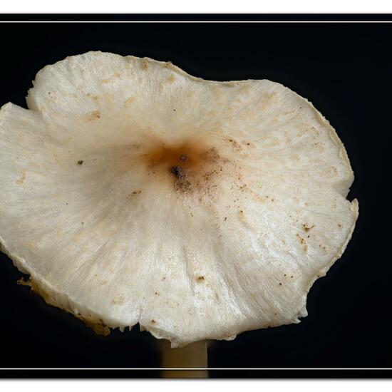 Unknown species: Mushroom in habitat Garden in the NatureSpots App