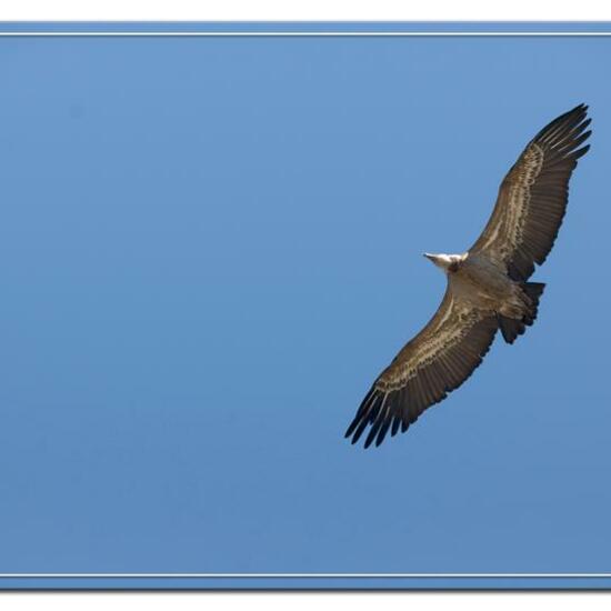 Griffon Vulture: Animal in habitat Rock areas in the NatureSpots App