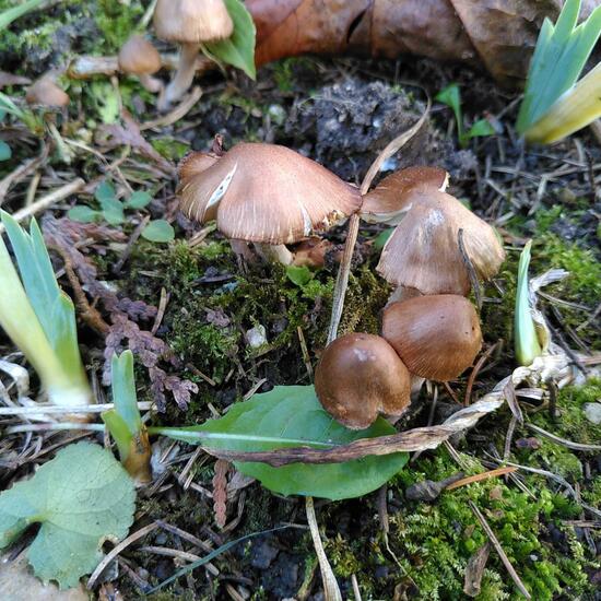 Inocybe: Mushroom in habitat Garden in the NatureSpots App