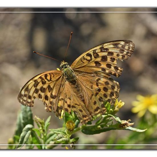 Kaisermantel: Tier im Habitat Felsgebiet in der NatureSpots App