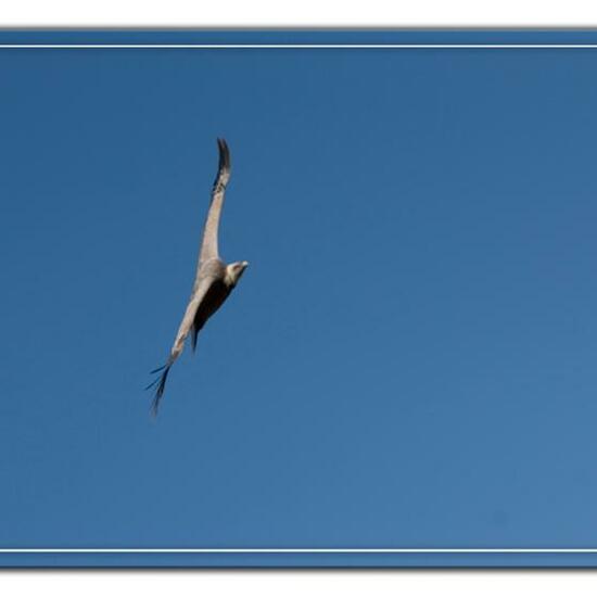 Griffon Vulture: Animal in habitat Rock areas in the NatureSpots App