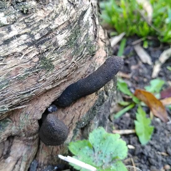 Xylaria polymorpha: Mushroom in habitat Garden in the NatureSpots App