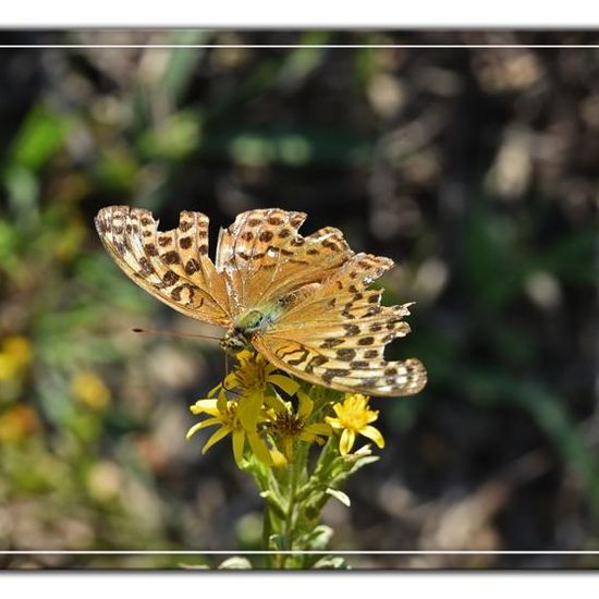 Argynnis paphia: Animal in habitat Rock areas in the NatureSpots App