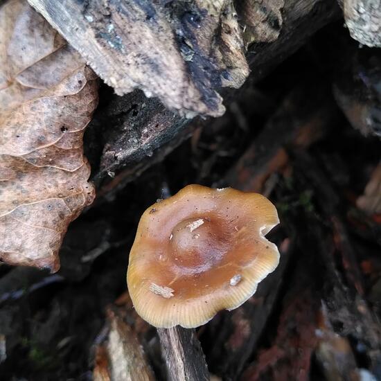 Psilocybe cyanescens: Mushroom in habitat Temperate forest in the NatureSpots App