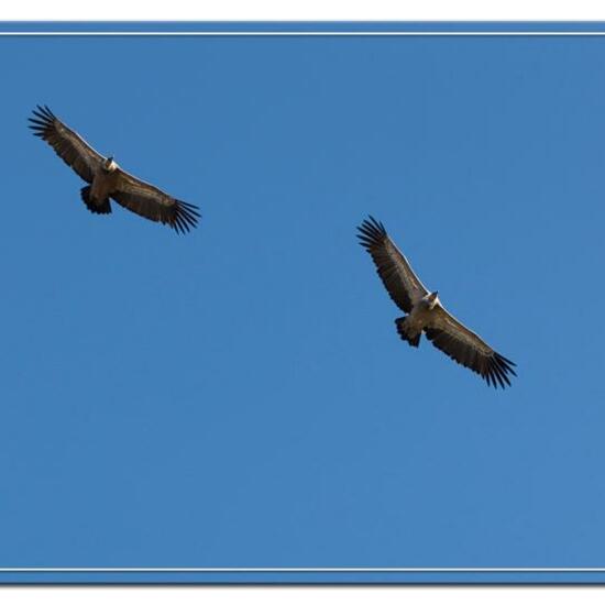 Griffon Vulture: Animal in habitat Rock areas in the NatureSpots App