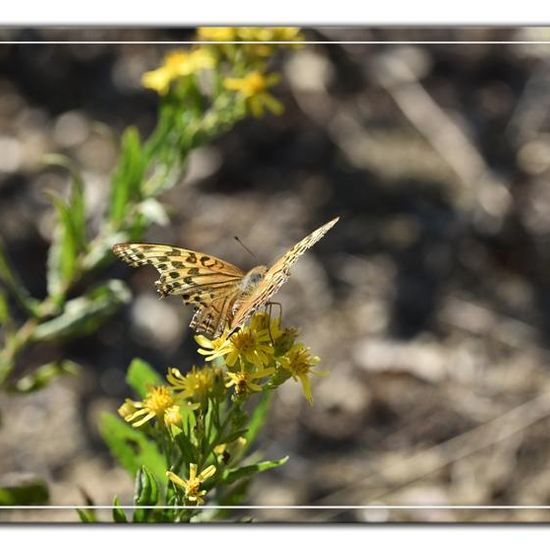 Argynnis paphia: Animal in habitat Rock areas in the NatureSpots App