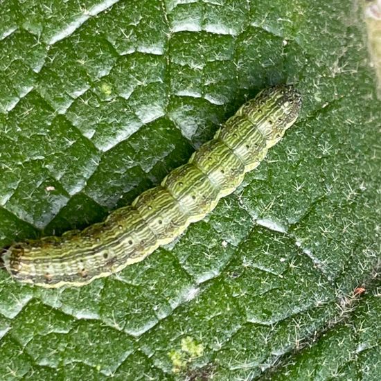 Kleiner Kohlweißling: Tier im Habitat Garten in der NatureSpots App