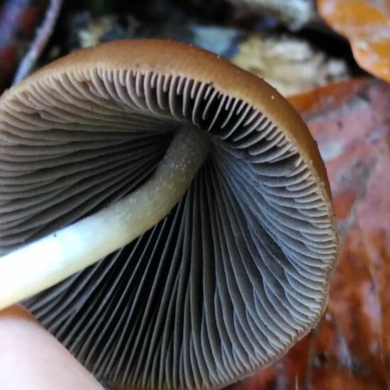Psathyrella conopilus: Mushroom in habitat Temperate forest in the NatureSpots App
