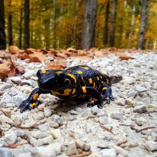 Fire salamander: Animal in nature in the NatureSpots App