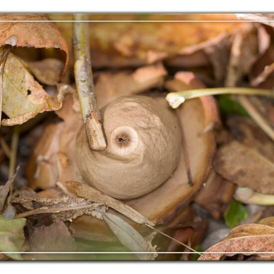 Geastrum triplex: Mushroom in habitat Commerce or Industrial in the NatureSpots App