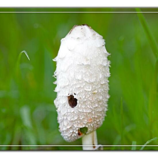 Coprinus comatus: Mushroom in habitat Commerce or Industrial in the NatureSpots App